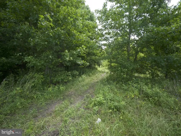 a view of a forest with a tree