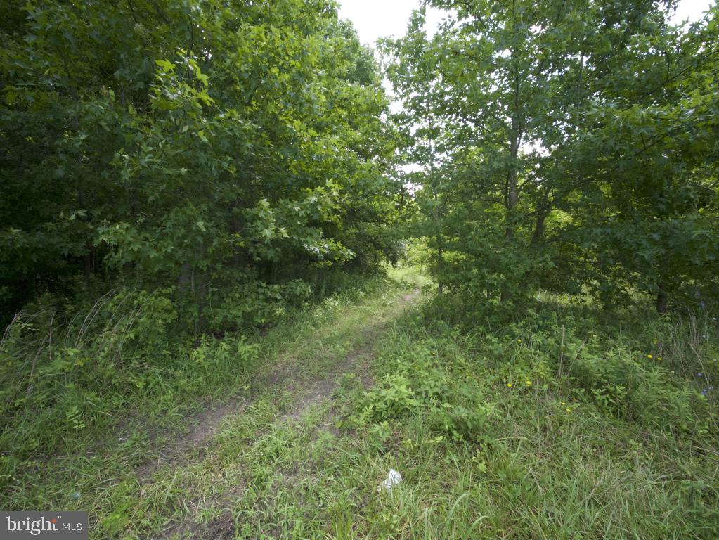 755 Buck Road Monroeville, NJ 08343 - Photo 17 of 20 a view of a lush green forest