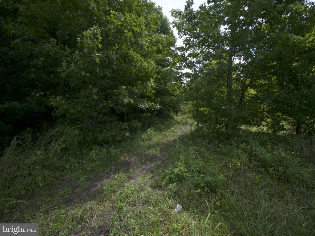 755 Buck Road Monroeville, NJ 08343 - Photo 18 of 20 a view of a forest with a tree
