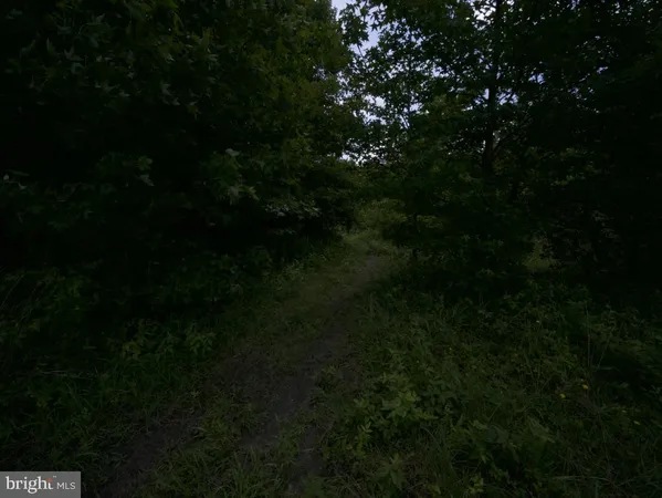 a view of a big yard with large trees