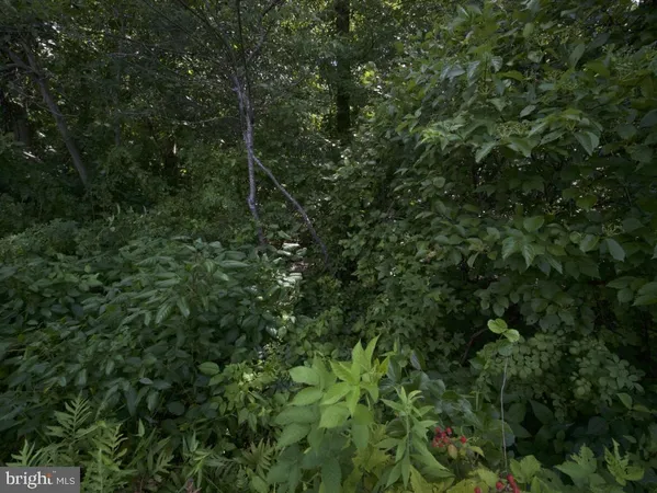 a view of a forest with a tree