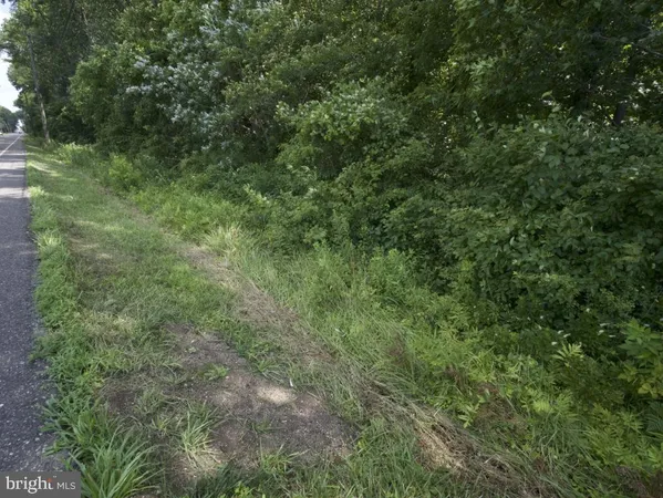 a view of a lush green forest