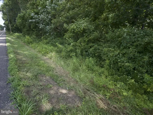a view of a lush green forest