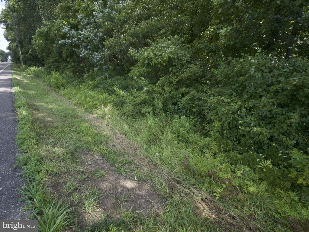 755 Buck Road Monroeville, NJ 08343 - Photo 4 of 20 a view of a lush green forest