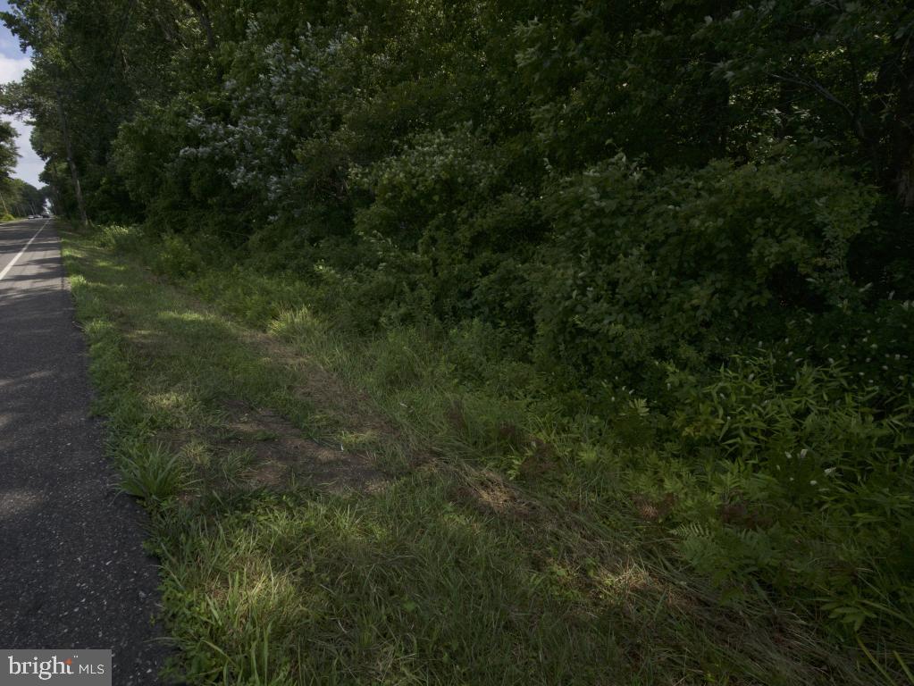 755 Buck Road Monroeville, NJ 08343 - Photo 5 of 20 a view of a lush green forest
