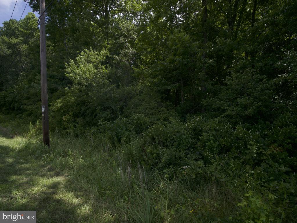 755 Buck Road Monroeville, NJ 08343 - Photo 9 of 20 a view of a lush green forest with lots of trees