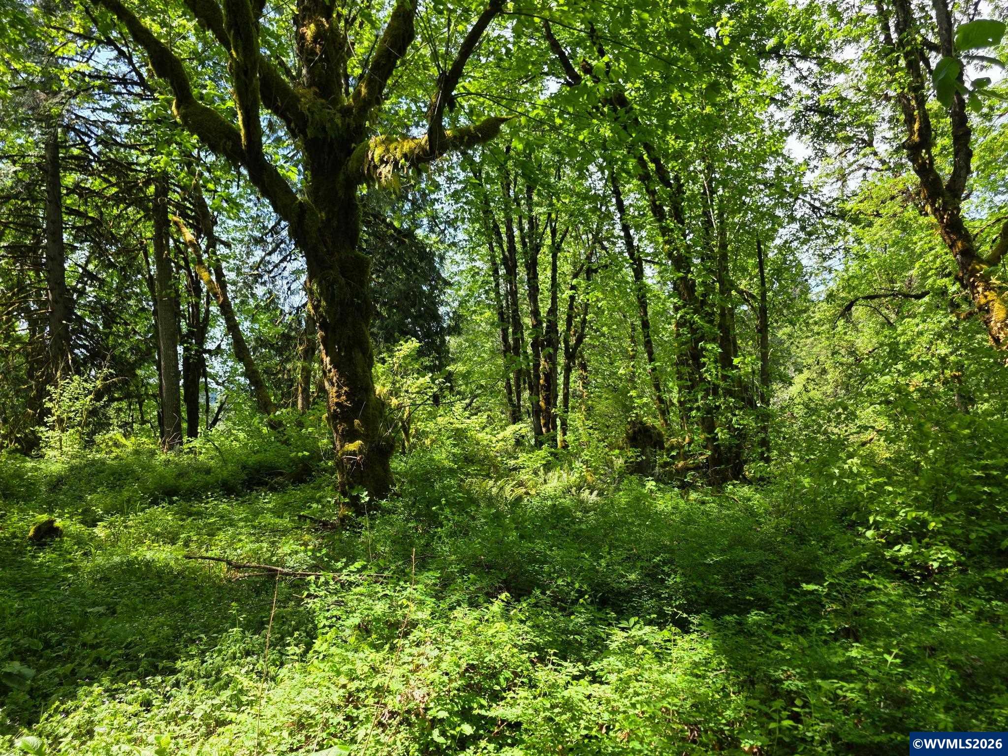 Lot 500 Lewis Cemetery Road Southeast Silverton, OR 97381 - Photo 4 of 9