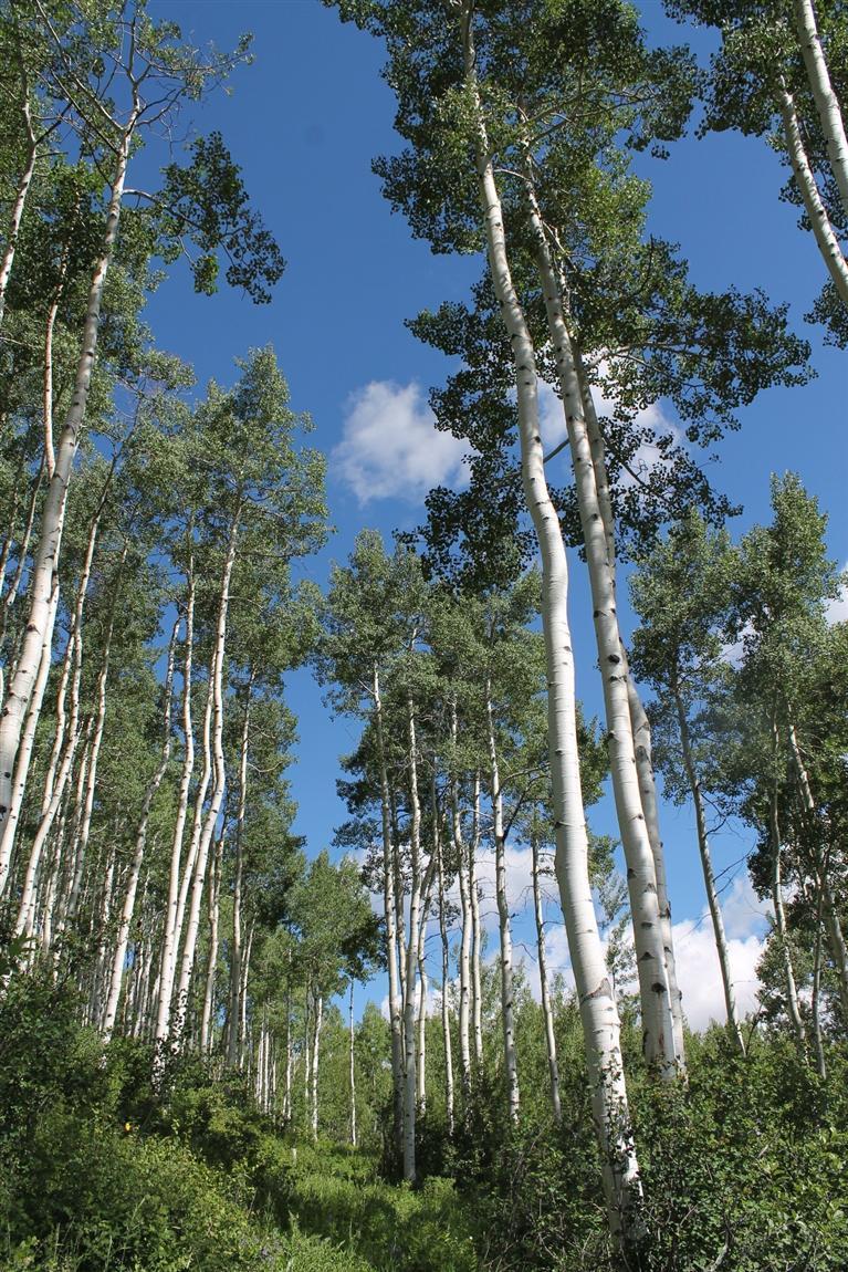 575 Strawberry Park Road Beaver Creek, CO 81620 - Photo 3 of 12 an aerial view of multiple house