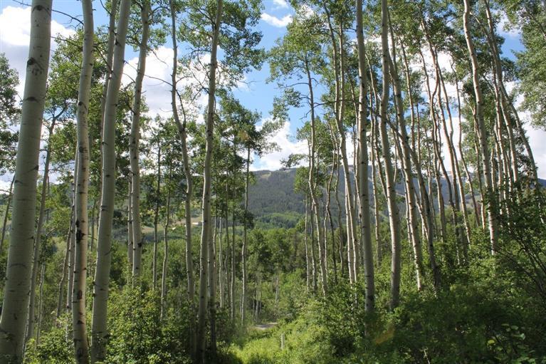 575 Strawberry Park Road Beaver Creek, CO 81620 - Photo 8 of 12 a view of forest