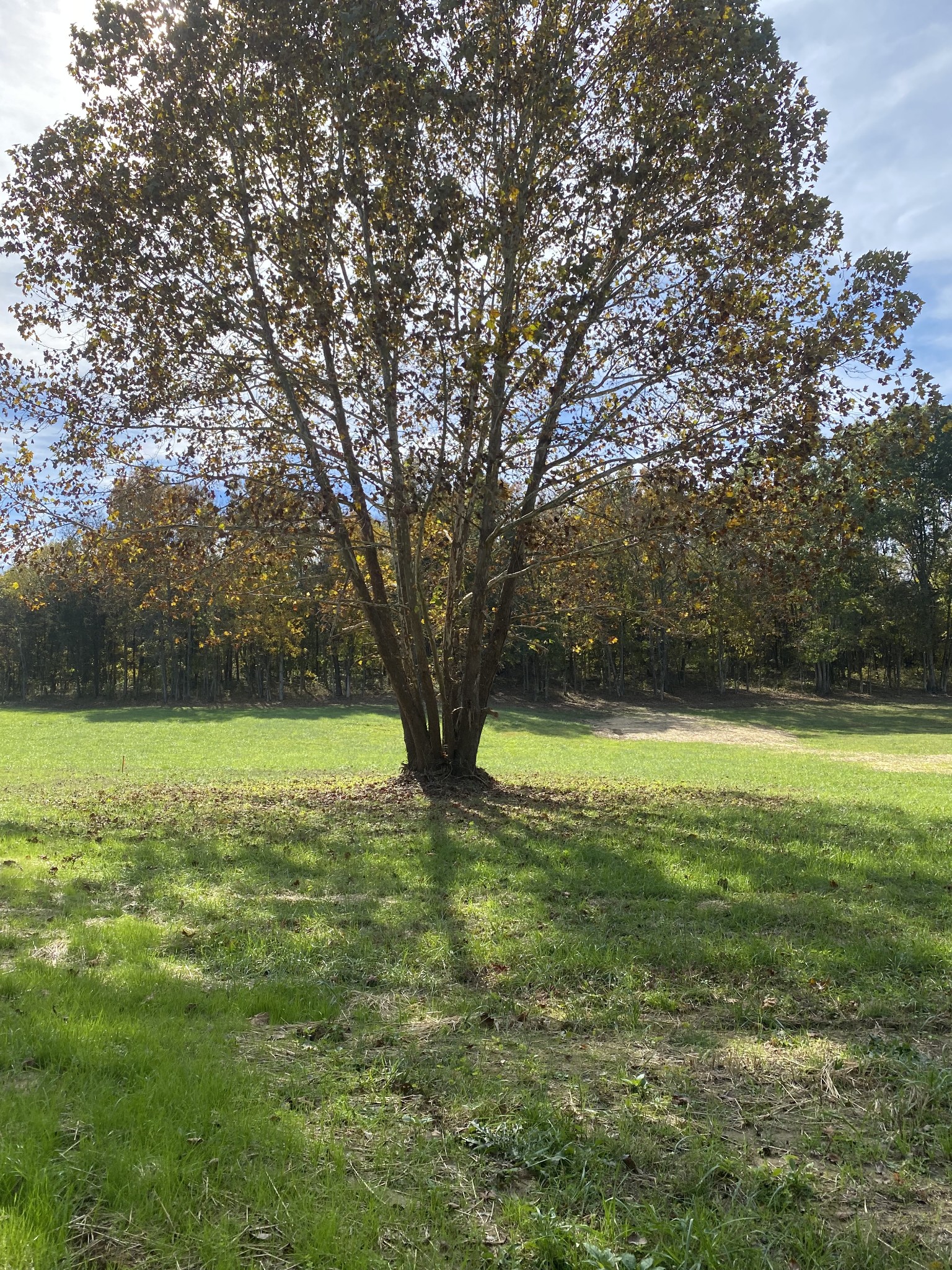 5 Callis Road Lebanon, TN 37090 - Photo 2 of 8 a view of yard with trees