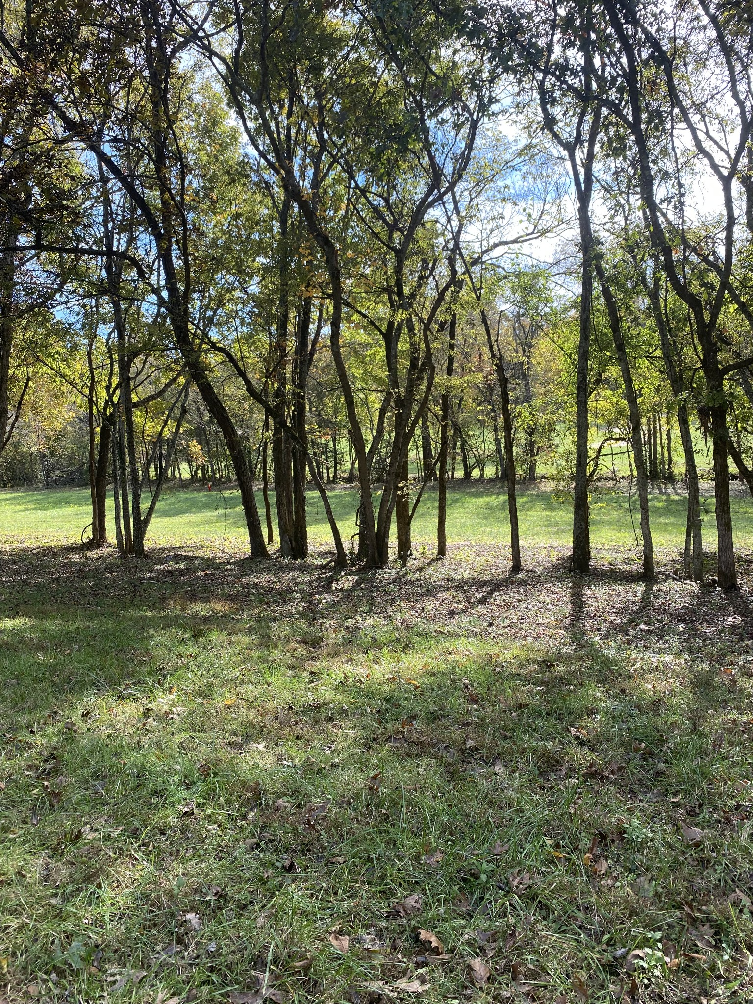 5 Callis Road Lebanon, TN 37090 - Photo 5 of 8 a view of some trees in a yard