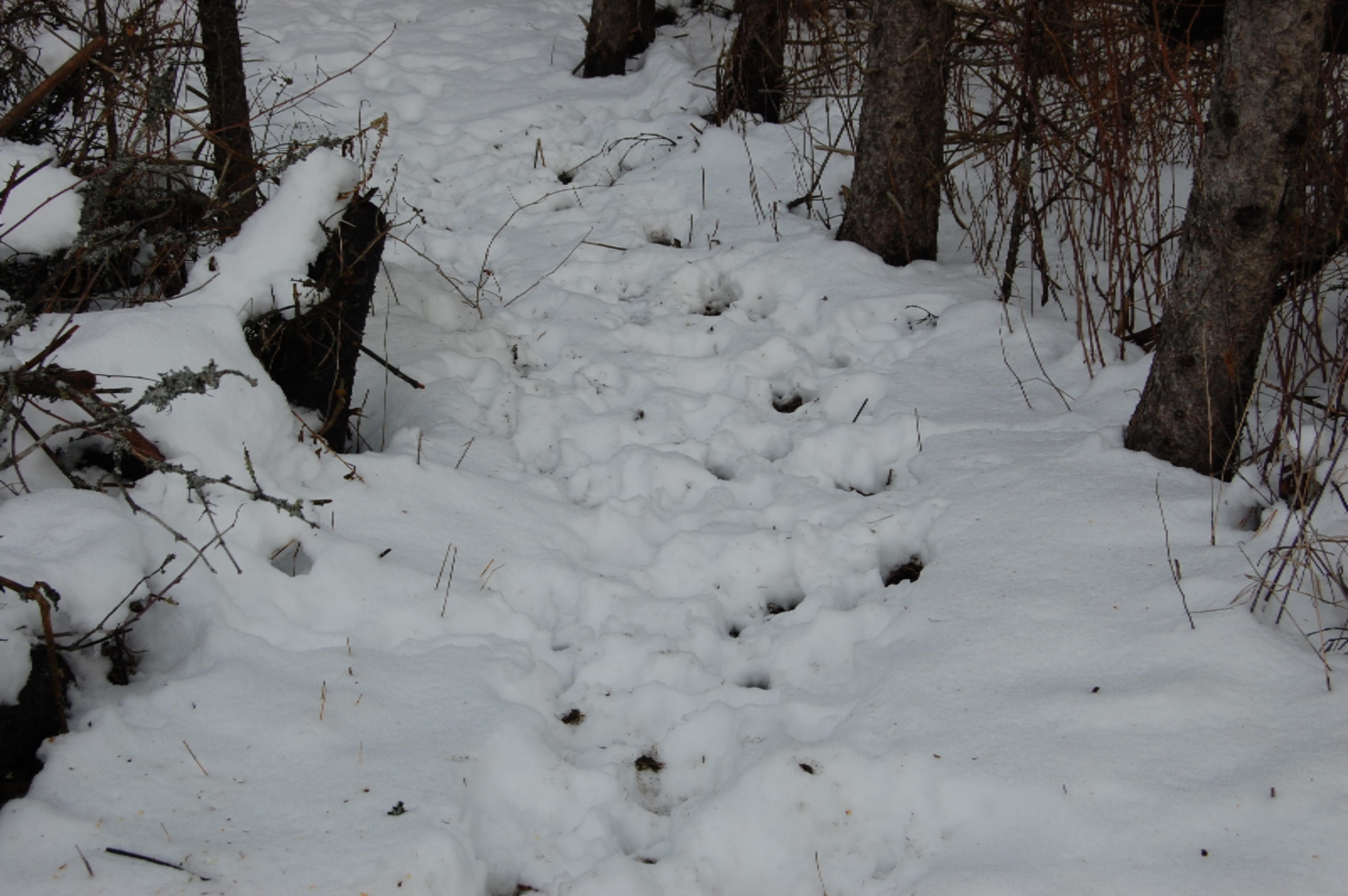 3584 No 45 Road Manton, MI 49663 - Photo 1 of 69 DSC_0004