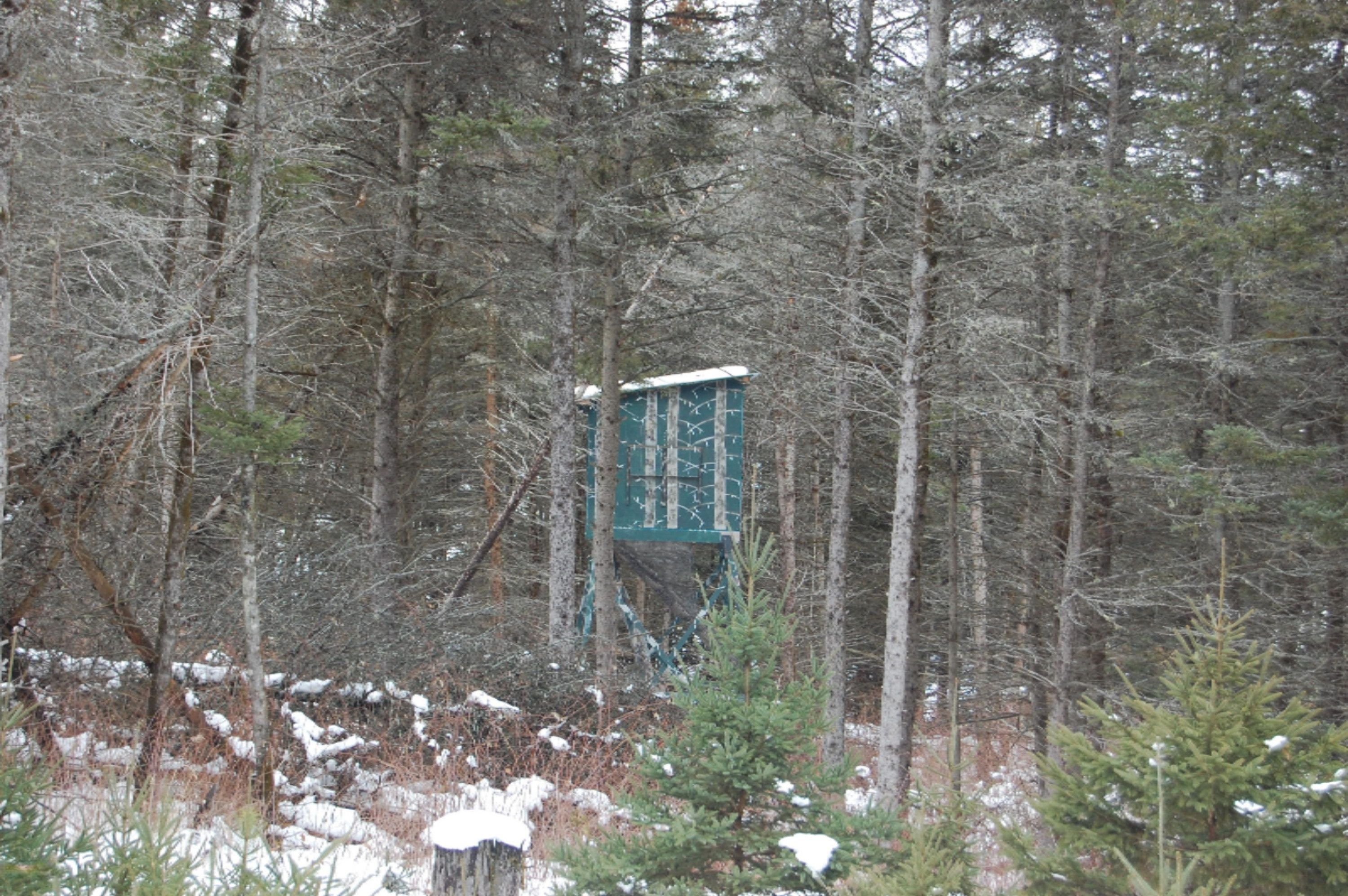 3584 No 45 Road Manton, MI 49663 - Photo 12 of 69 DSC_0015