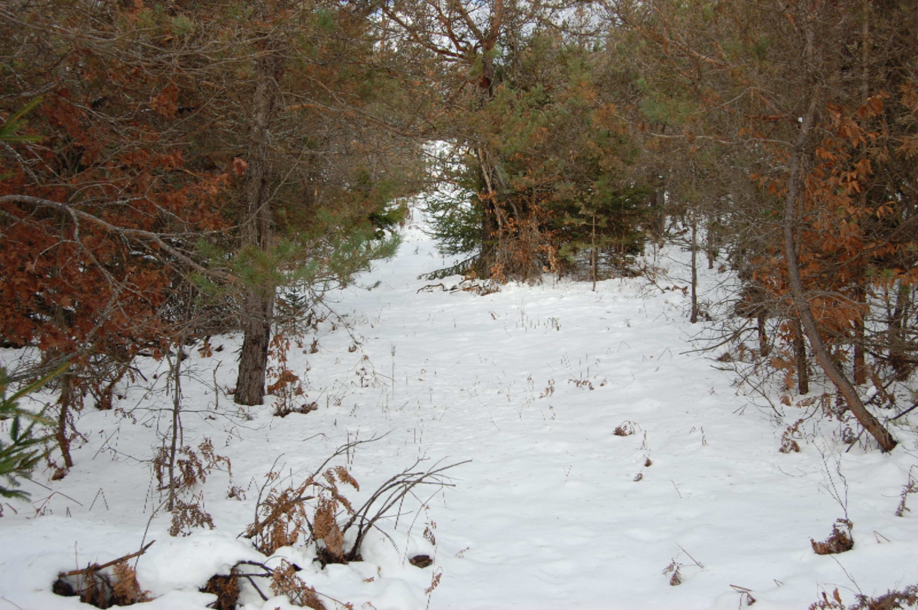 3584 No 45 Road Manton, MI 49663 - Photo 29 of 69 DSC_0032