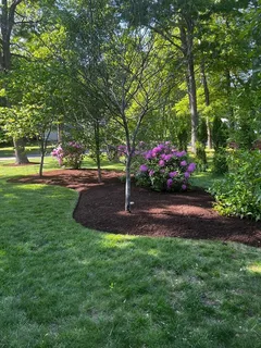 a view of a garden with large trees