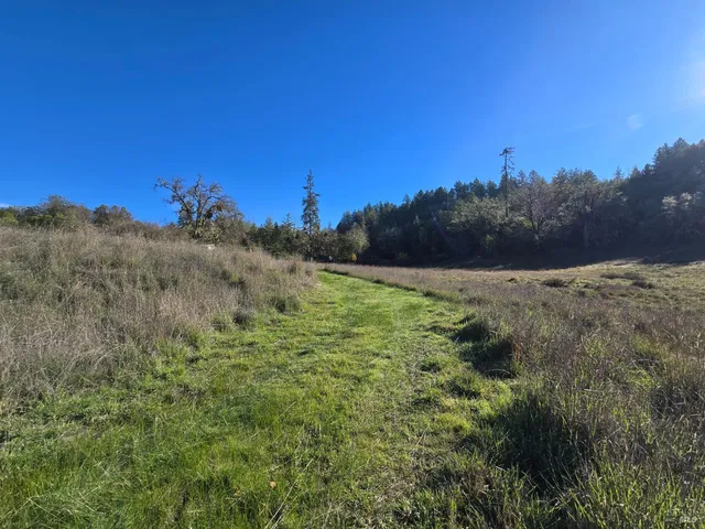 a view of a field with a tree
