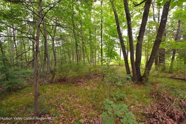 a big yard with lots of green space and trees