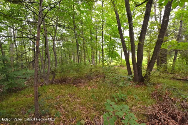 a big yard with lots of green space and trees