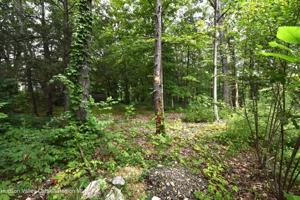 a view of a forest
