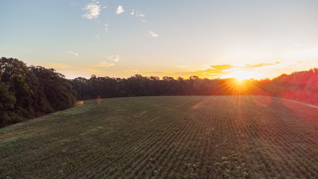 0 South County Road 83 Samson, AL 36477 - Photo 7 of 8