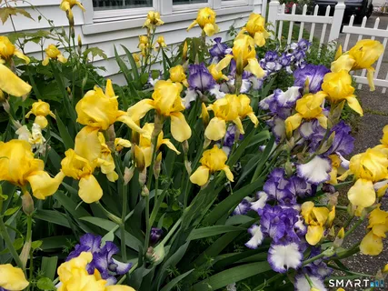 a bunch of flowers in front of a house