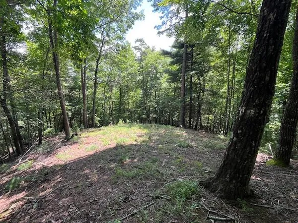 a view of a yard with large trees