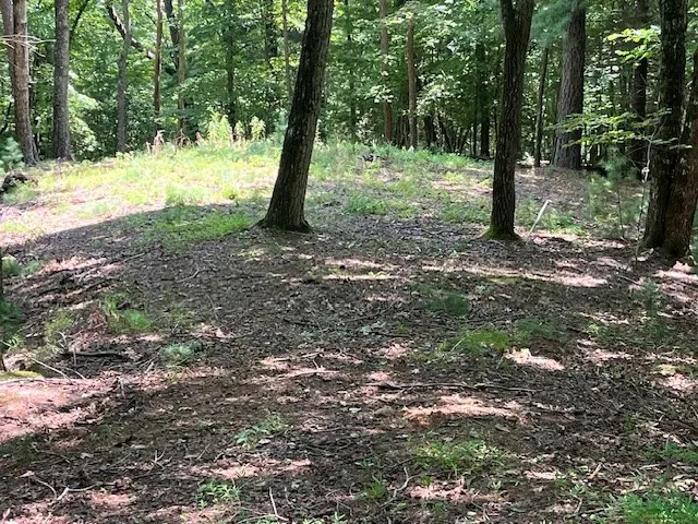 a view of outdoor space and trees