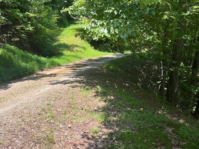 Lot 11 Laurel Mountain Road Brasstown, NC 28902 - Photo 5 of 11 a view of a yard with plants and a large tree