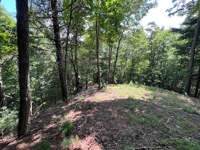 Lot 11 Laurel Mountain Road Brasstown, NC 28902 - Photo 8 of 11 a view of a forest with trees
