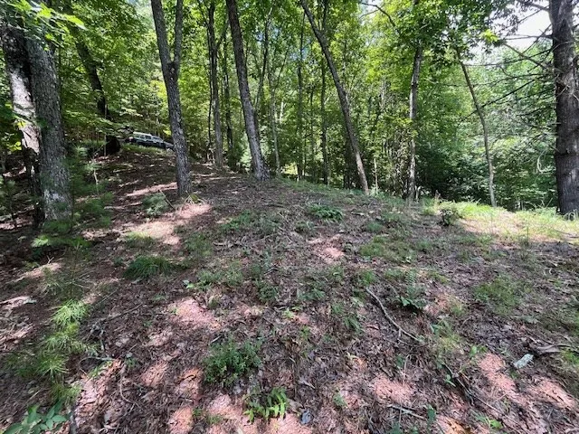 a view of a forest with trees in the background