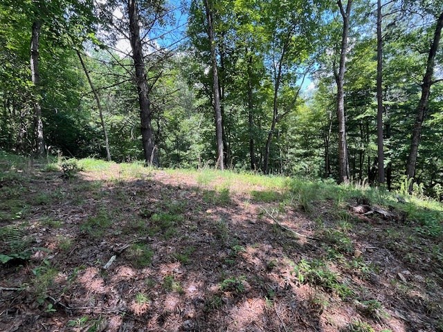 Lot 11 Laurel Mountain Road Brasstown, NC 28902 - Photo 10 of 11 a view of a forest with trees