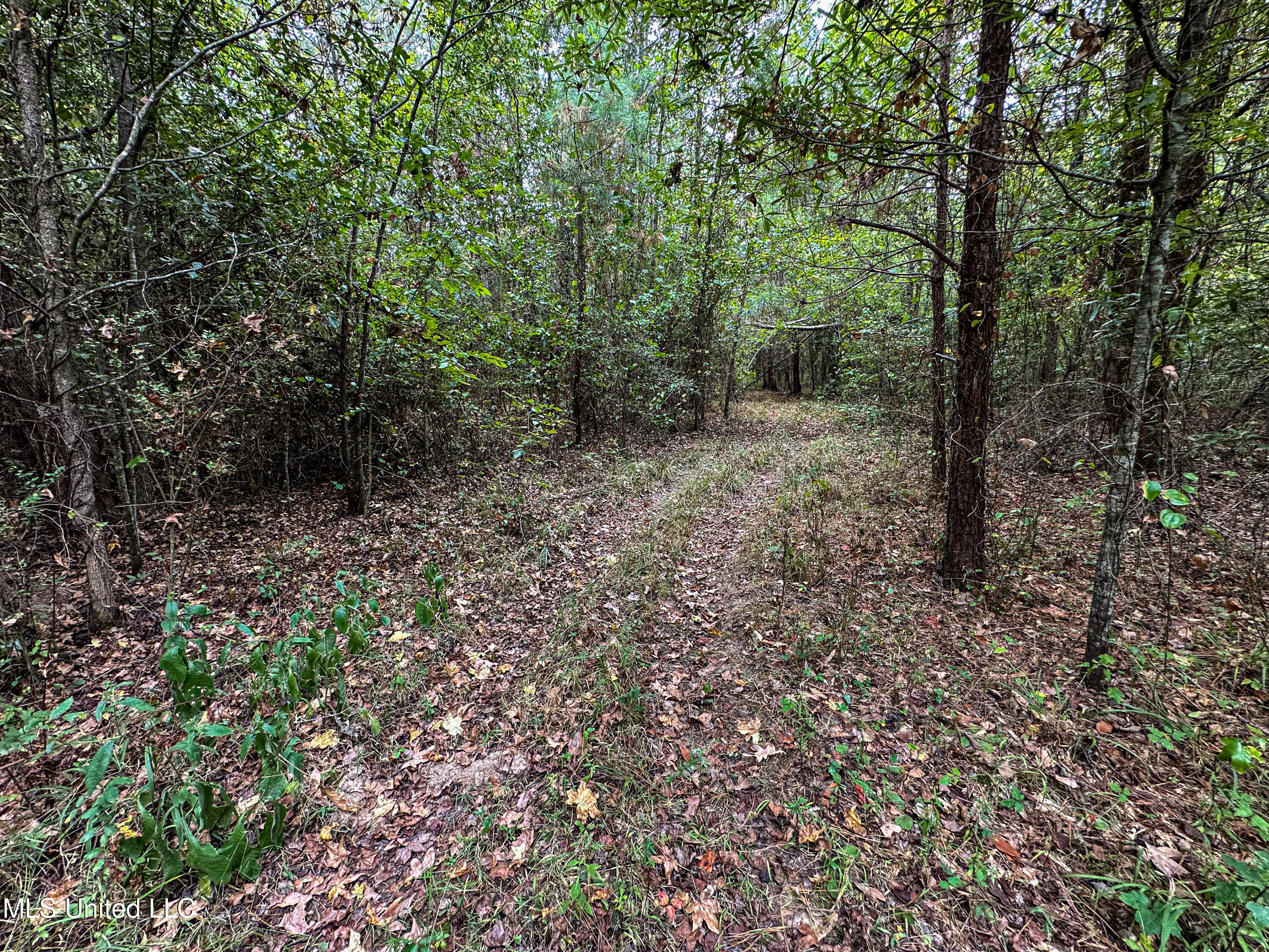 Harvey Road Carthage, MS 39051 - Photo 12 of 22 IMG_4203