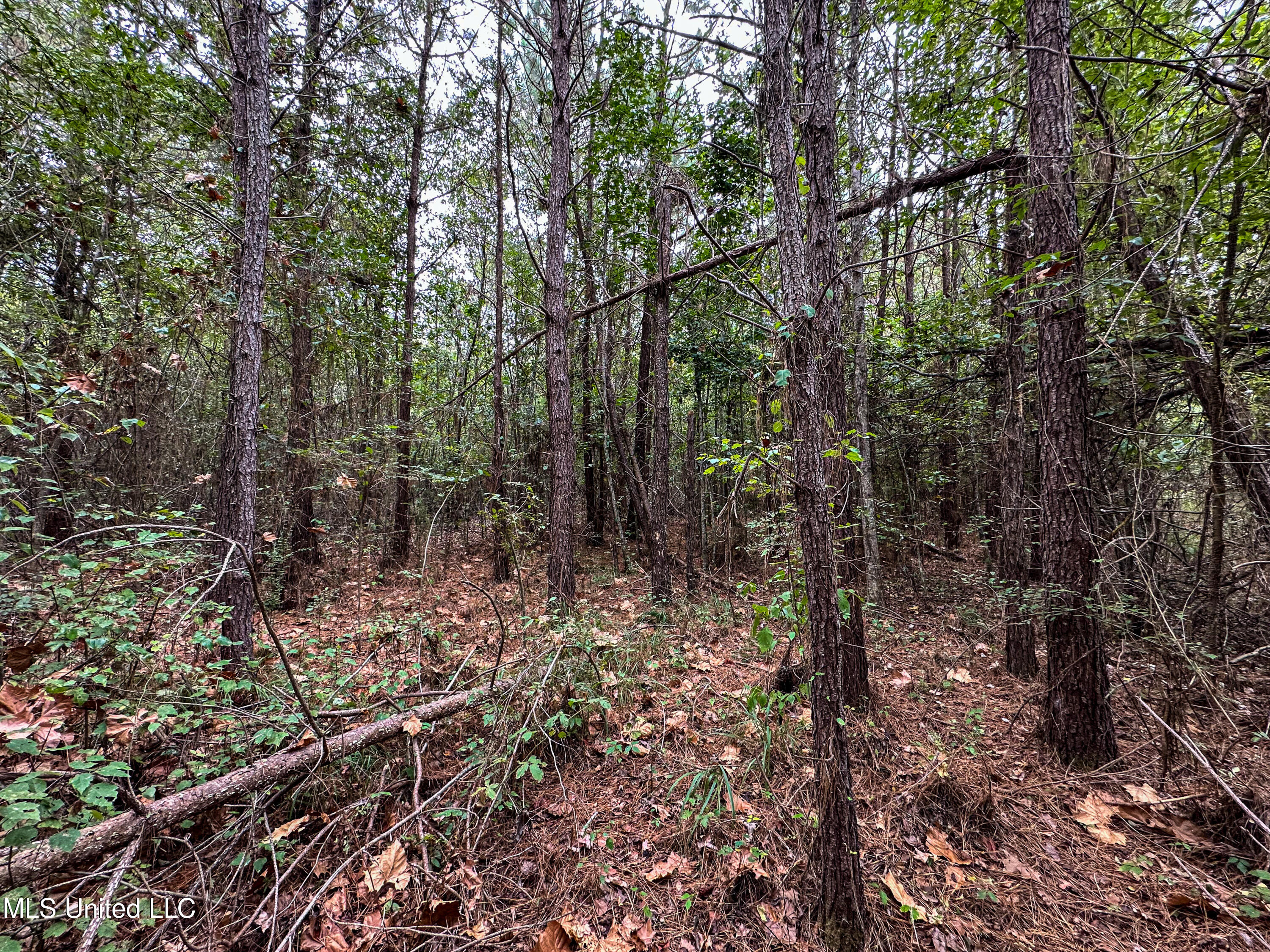 Harvey Road Carthage, MS 39051 - Photo 14 of 22 IMG_4204