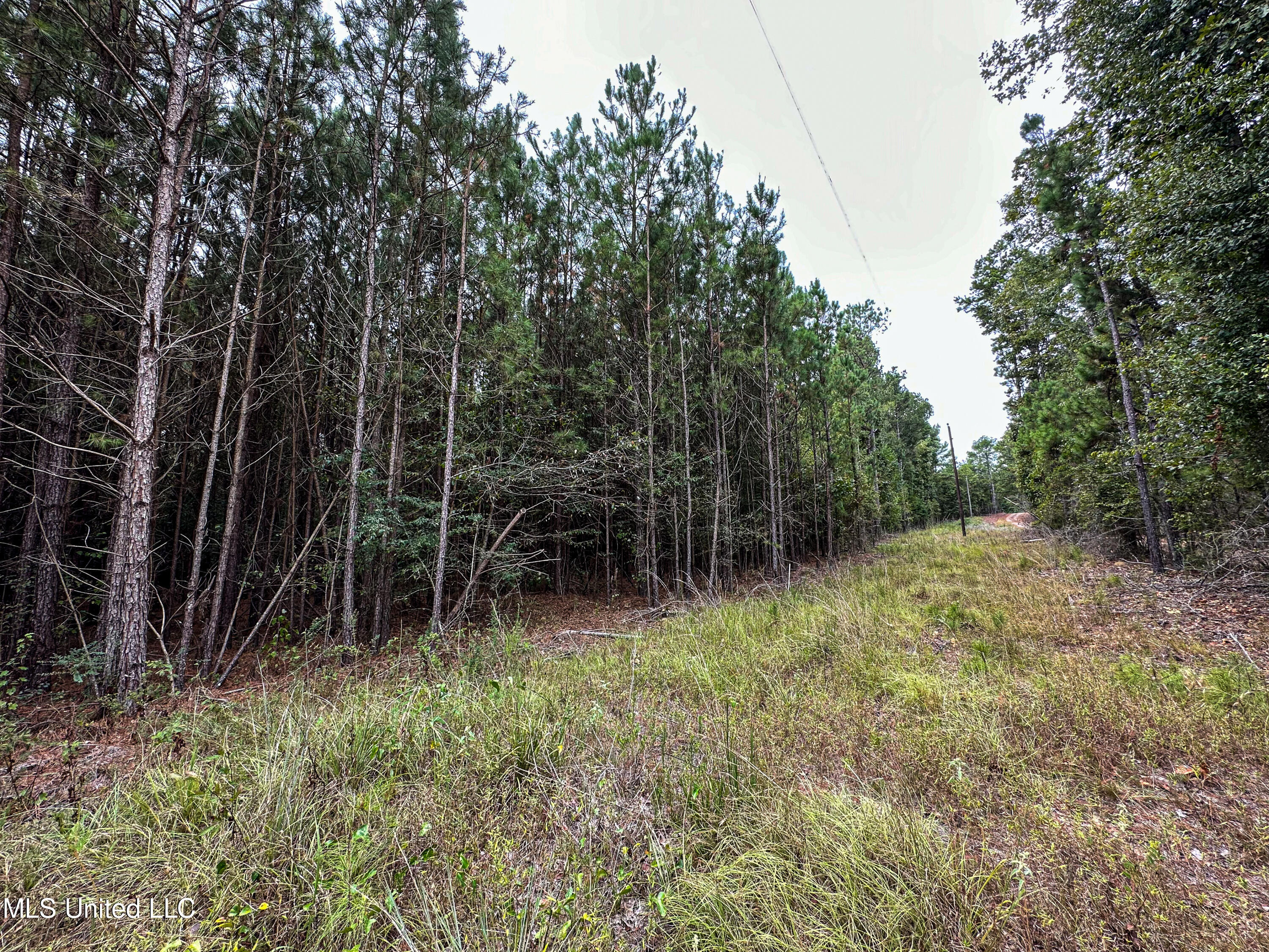 Harvey Road Carthage, MS 39051 - Photo 5 of 22 IMG_4200