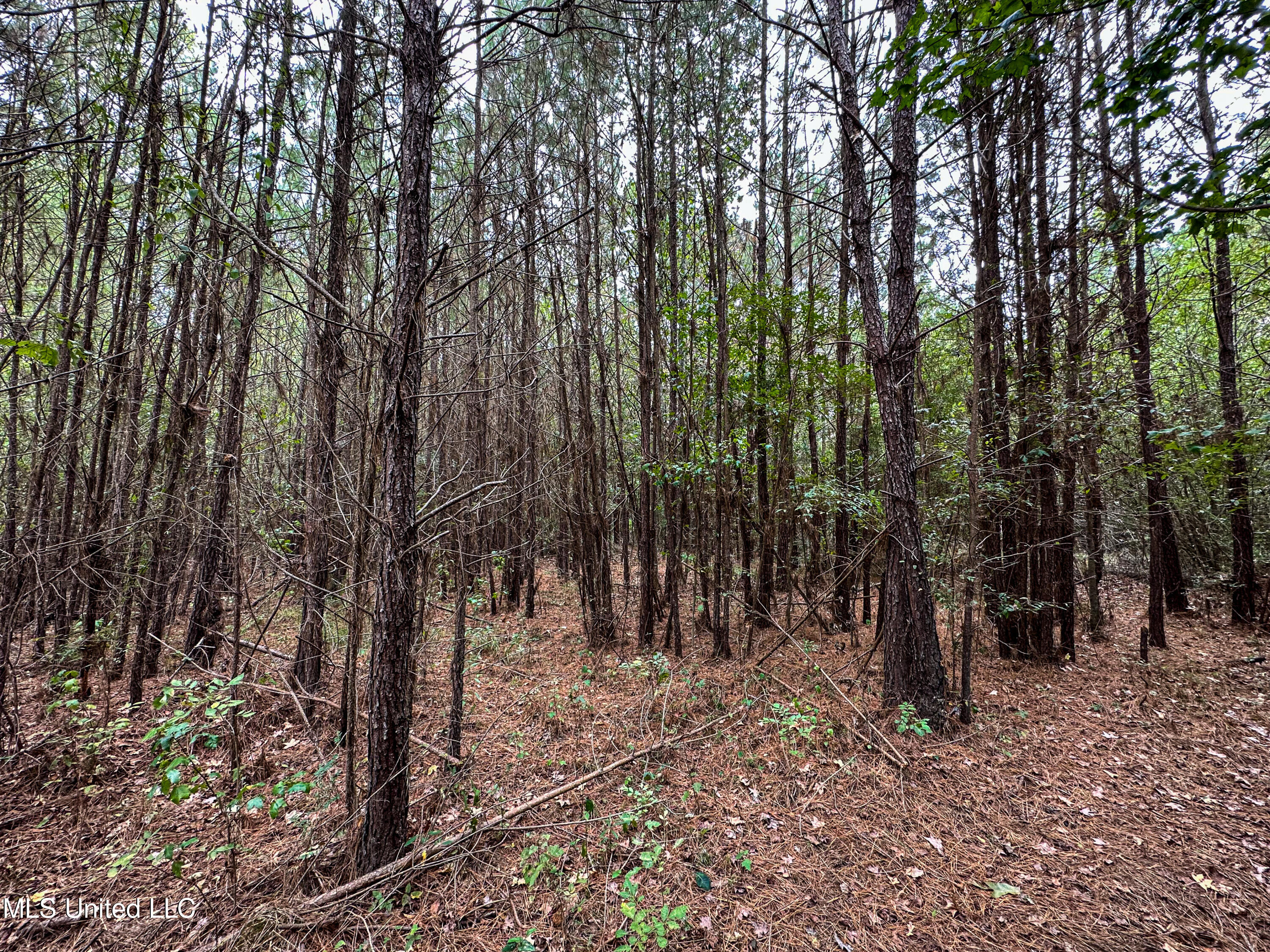 Harvey Road Carthage, MS 39051 - Photo 8 of 22 IMG_4201