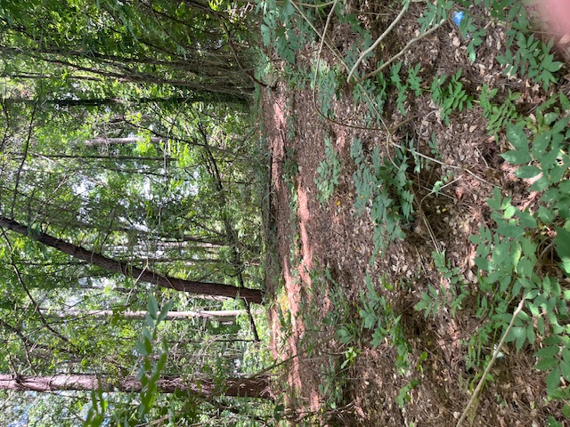 0 South Spring Street Walhalla, SC 29691 - Photo 3 of 6