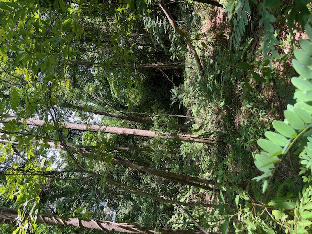 0 South Spring Street Walhalla, SC 29691 - Photo 4 of 6