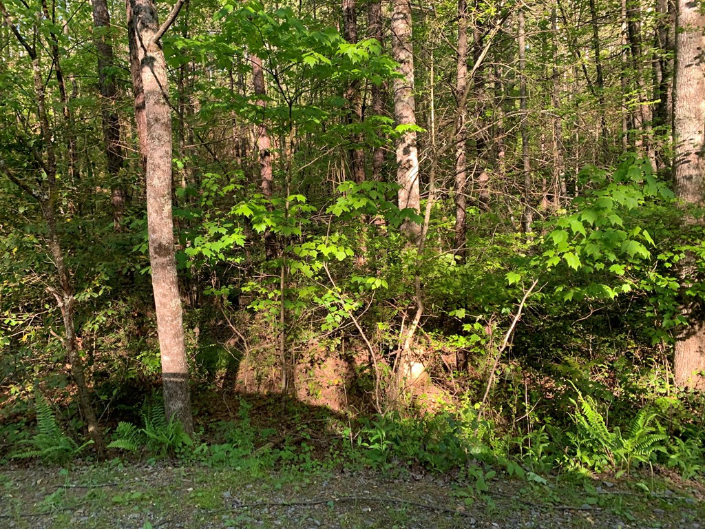 4 Hunter Vly Road Murphy, NC 28906 - Photo 11 of 16