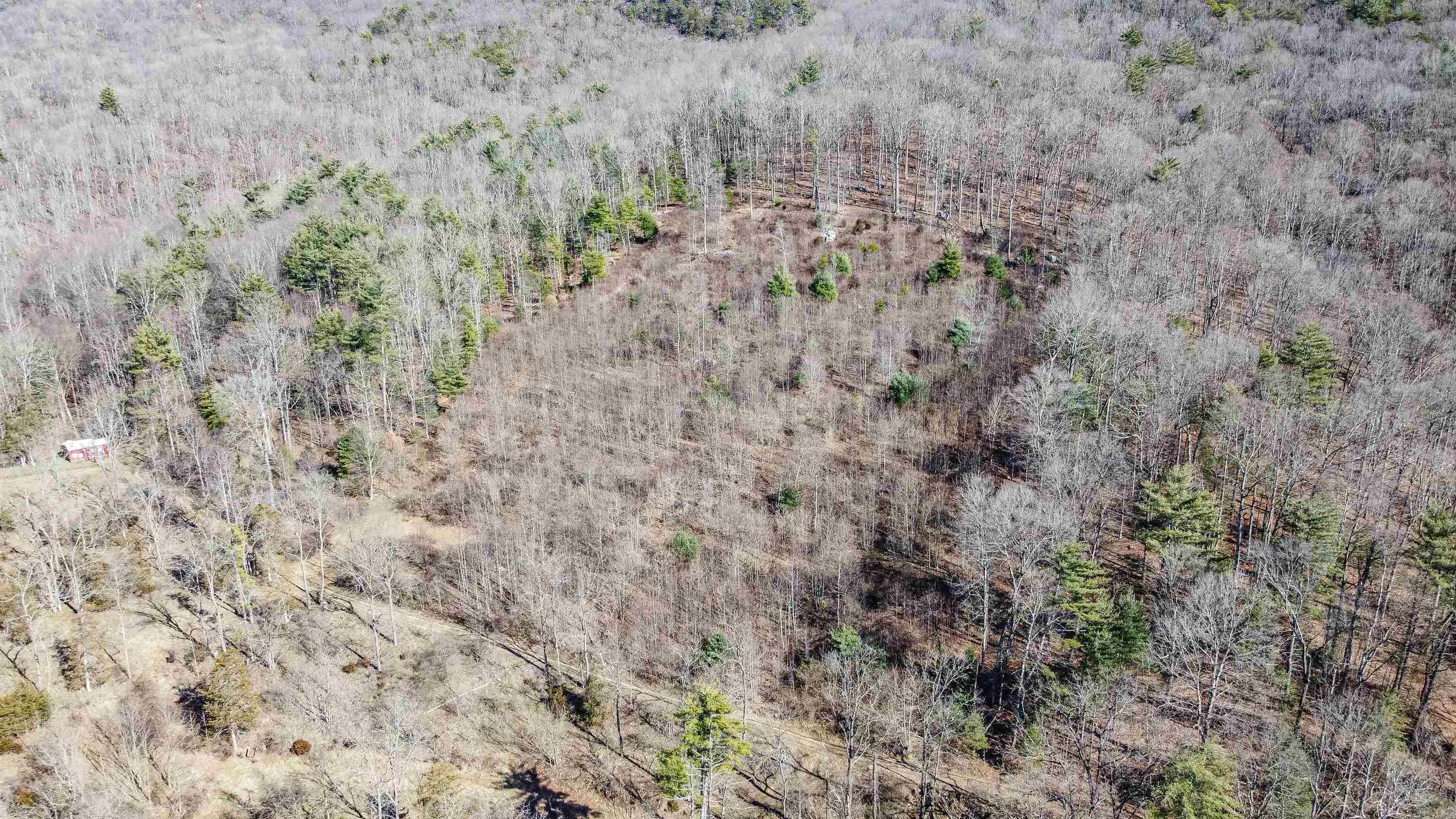 Tbd Rocky Ridge Lane Fulks Run, VA 22830 - Photo 7 of 10 a close up of a plants in a forest