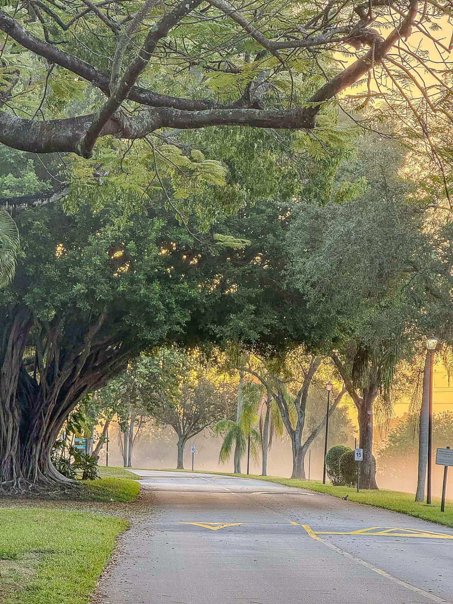 5523 Constant Spring Terrace, Unit 222 Lauderhill, FL 33319 - Photo 40 of 60 a view of yard with tree