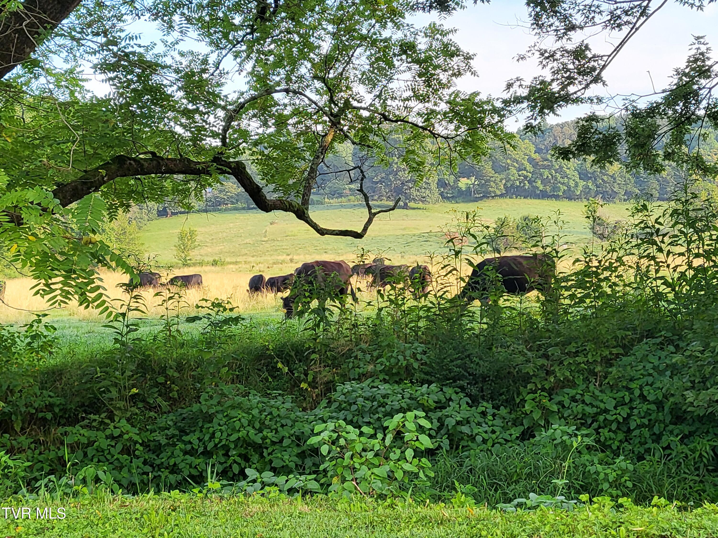 4420 Cherokee Road Jonesborough, TN 37659 - Photo 38 of 40 1000000957