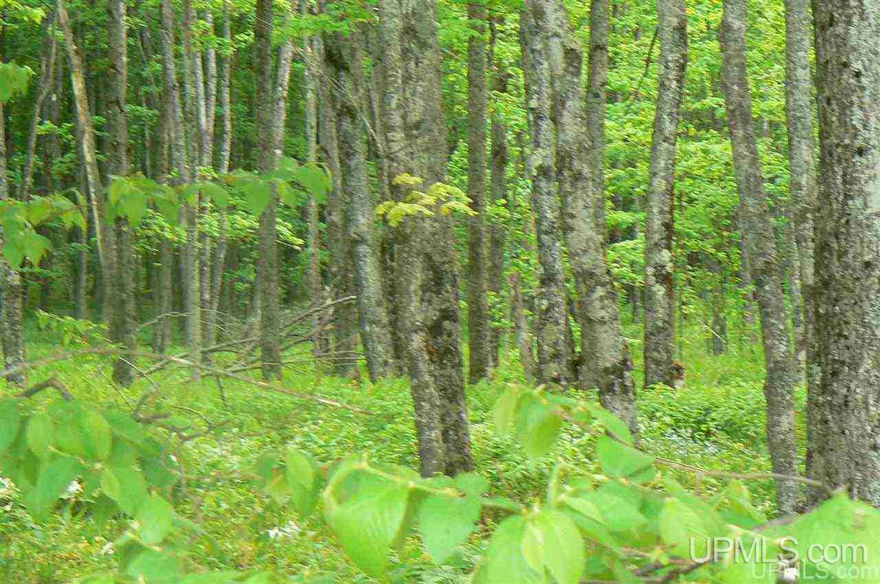 Tbd Benson 53 Acres Road Chatham, MI 49816 - Photo 4 of 10