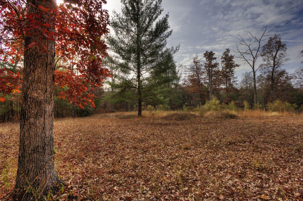 282 Anthony Road Deer Lodge, TN 37726 - Photo 33 of 40 Gallery Image 33