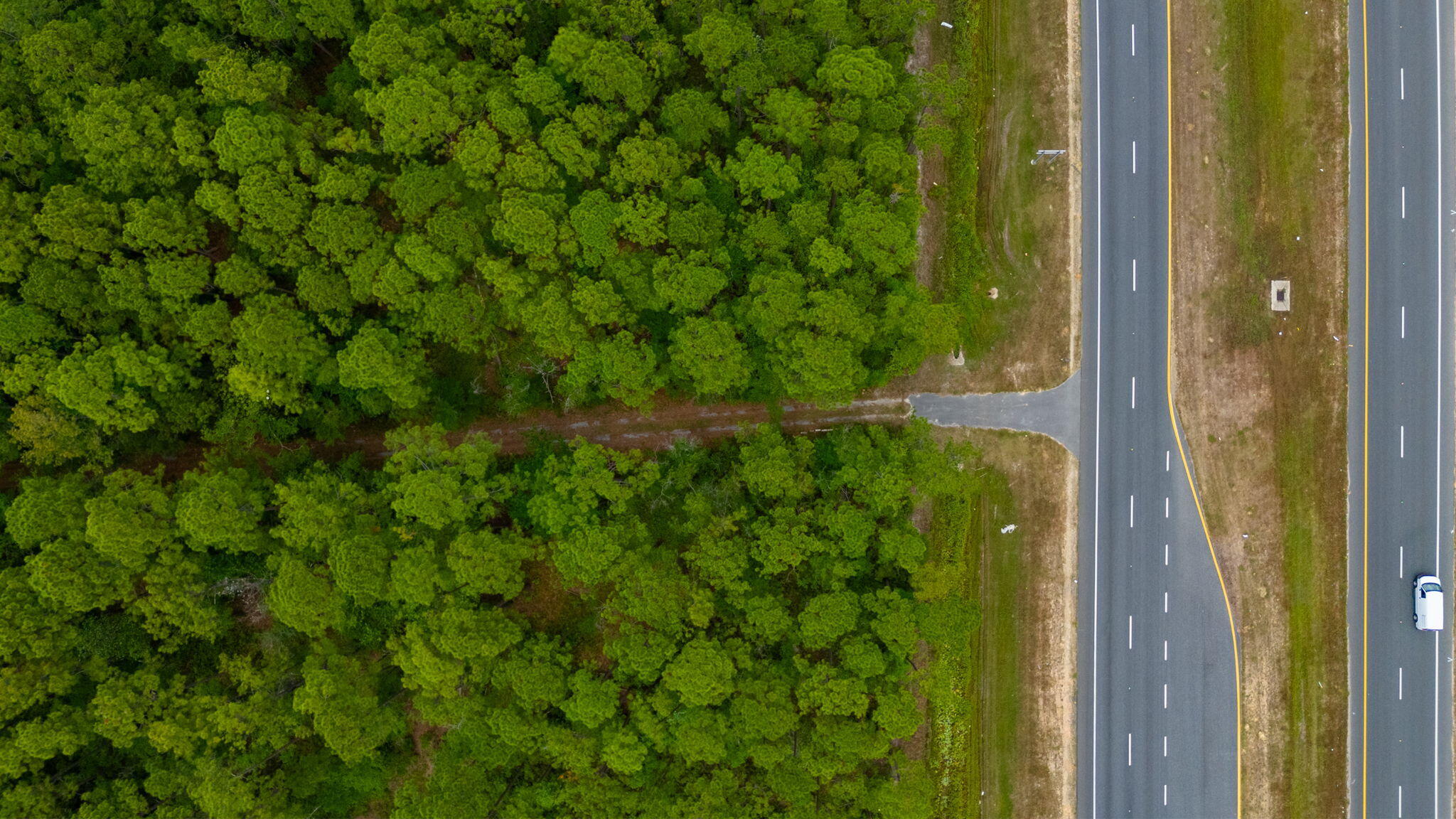 19494 Highway 331 Freeport, FL 32439 - Photo 12 of 36 a close up of a plant