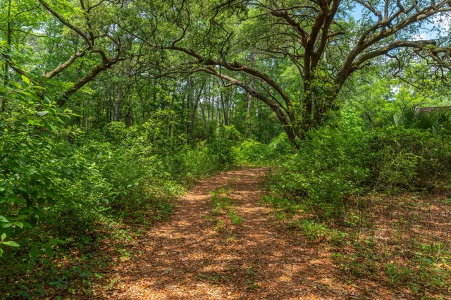 a backyard of a house with a lots of plants and large trees