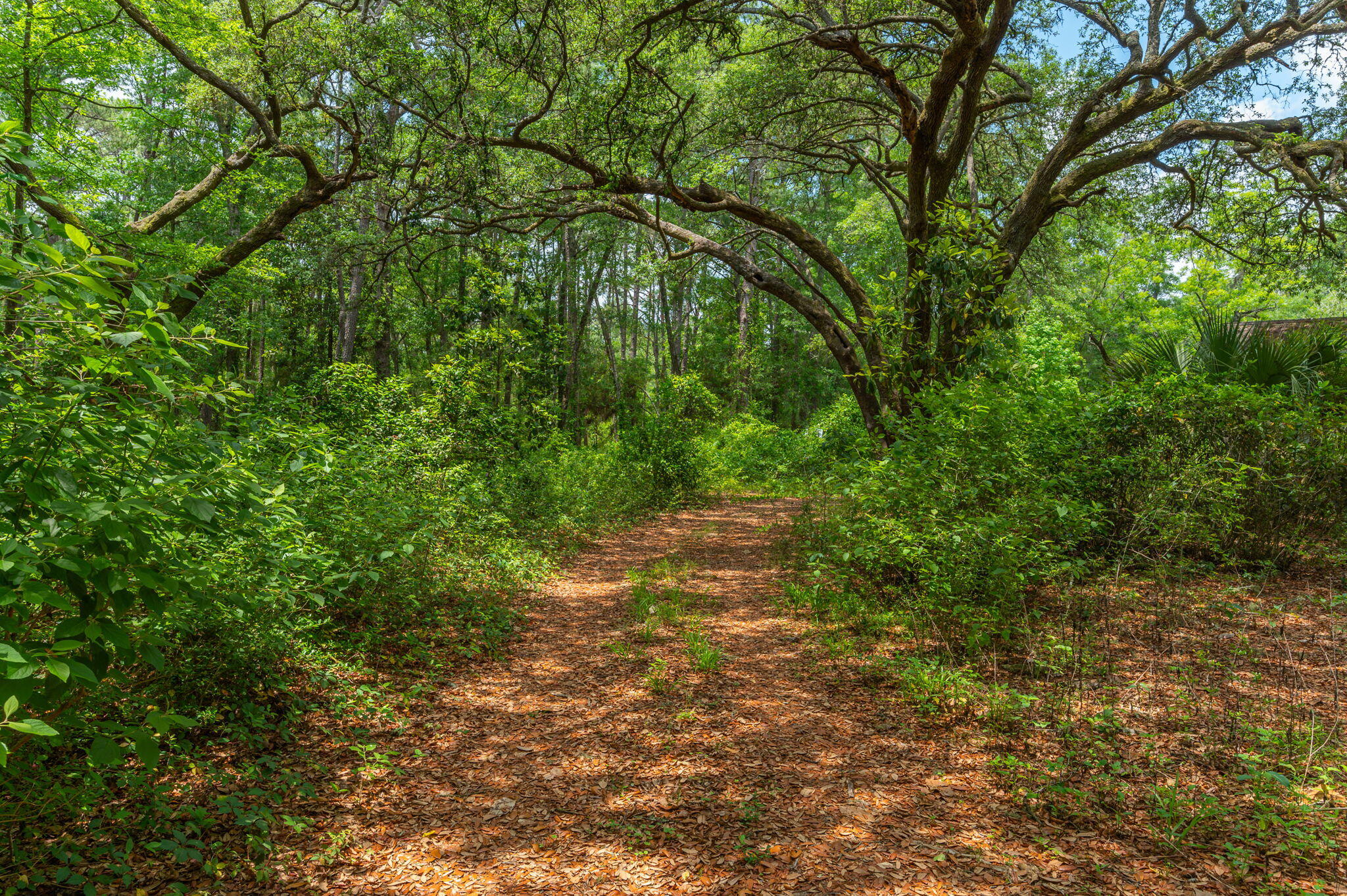 19494 Highway 331 Freeport, FL 32439 - Photo 14 of 36 a view of a yard with a tree