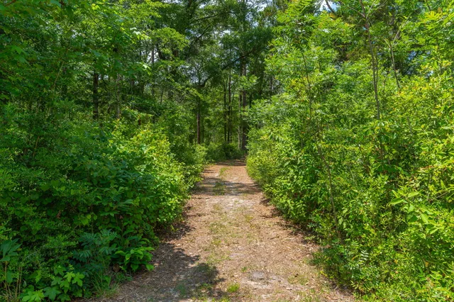 a big yard with lots of green space and trees