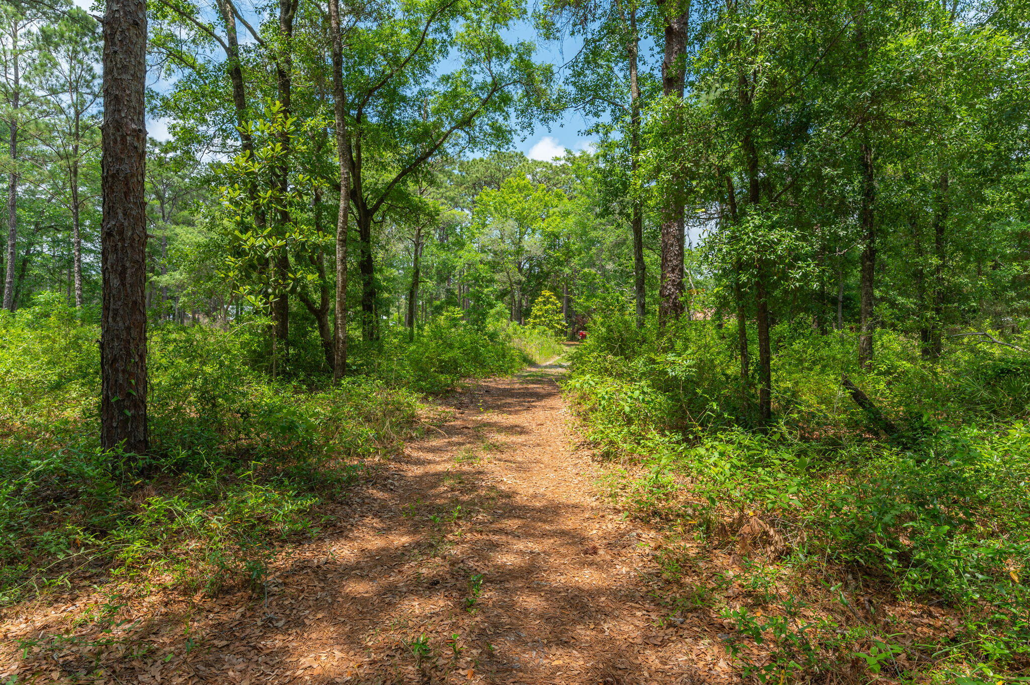 19494 Highway 331 Freeport, FL 32439 - Photo 26 of 36 a big yard with lots of green space and trees