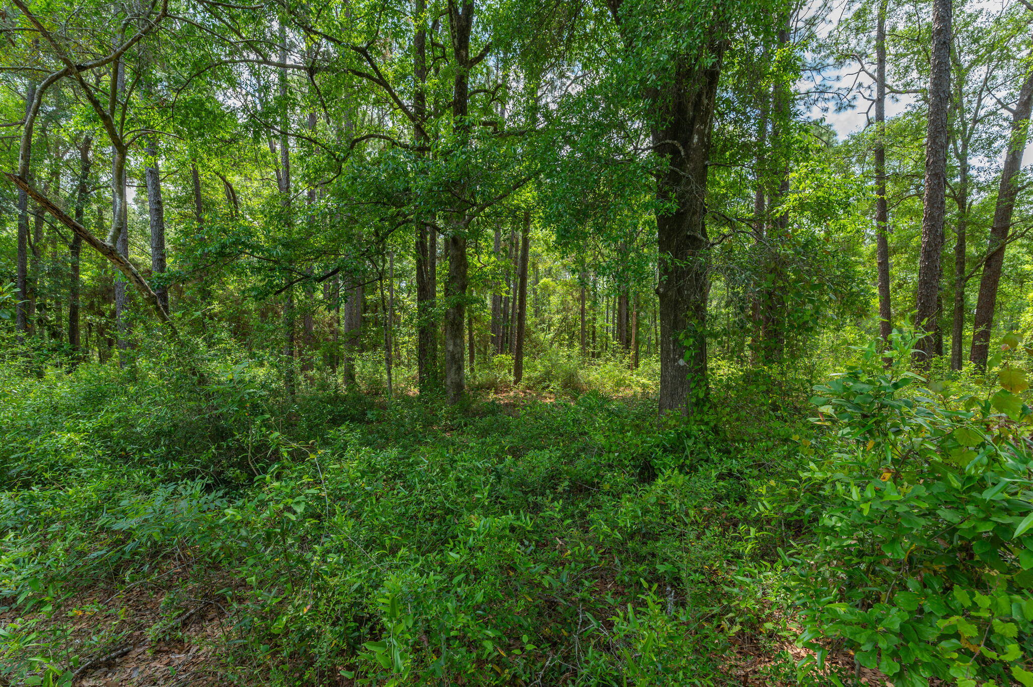 19494 Highway 331 Freeport, FL 32439 - Photo 28 of 36 a view of outdoor space and green space