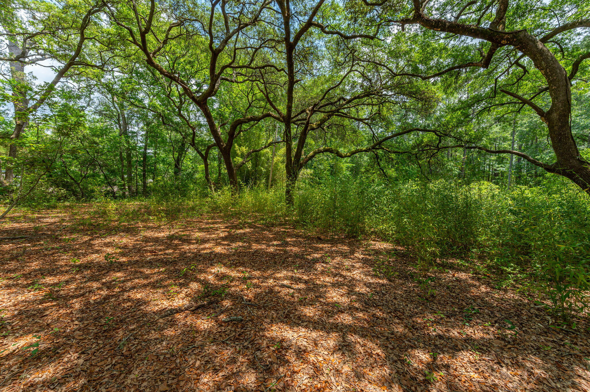 19494 Highway 331 Freeport, FL 32439 - Photo 31 of 36 a view of outdoor space with trees